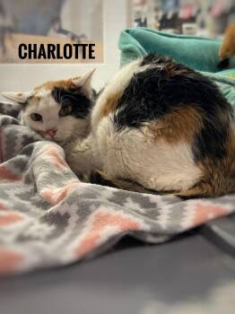 Calico Cats Available for Adoption - Charlotte | PetCurious