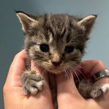 Gumdrop -  Domestic Short Hair Cat for Adoption in Chattanooga, Tennessee - Gumdrop | PetCurious