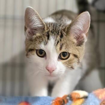 Street -  Domestic Short Hair Cat for Adoption in Muncie, Indiana - Street | PetCurious