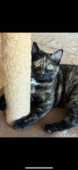 Rescue Tortoiseshell Cats for Adoption in Cleveland, Ohio - Hazel | PetCurious