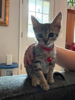 Tigger -  Domestic Short Hair Cat for Adoption in Savannah, Georgia - Tigger | PetCurious
