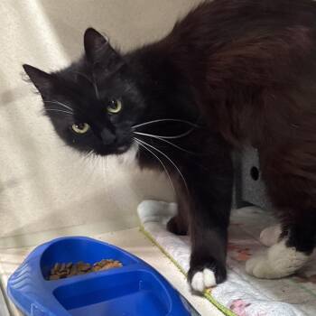 Domestic Medium Hair Cats Available for Adoption in Summerville, South Carolina - Geneva | PetCurious