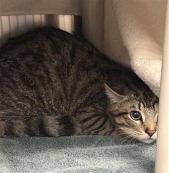 Domestic Short Hair Cats Available for Adoption in Derwood, Maryland - JACK | PetCurious