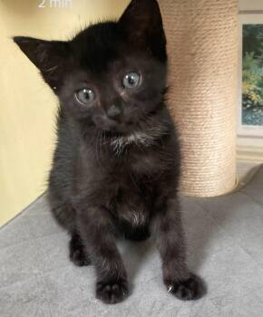 Rescue Domestic Short Hair Cats for Adoption in Philadelphia, Pennsylvania - Margaret | PetCurious
