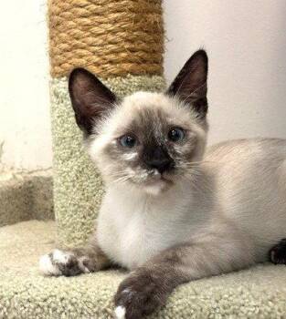 Kitten Vera -  Domestic Short Hair and Siamese Cat for Adoption in Seal Beach, California - Kitten Vera | PetCurious
