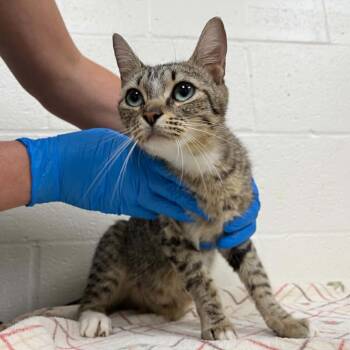 Momma Monday -  Domestic Short Hair Cat for Adoption in Charlottesville, Virginia - Momma Monday | PetCurious