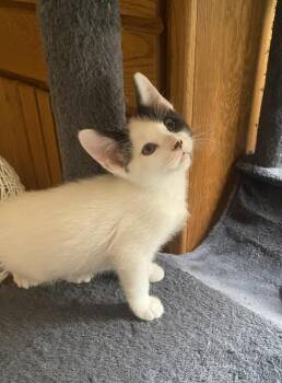 Aruba -  Domestic Short Hair Cat Available for Adoption in Tucson, Arizona - Aruba | PetCurious