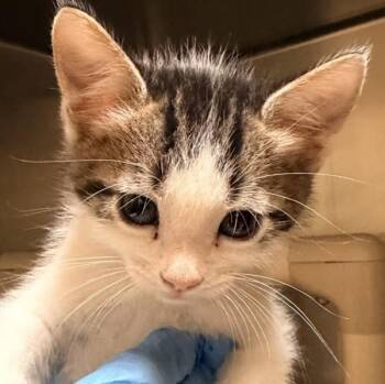 Cloudtail -  Domestic Short Hair Cat for Adoption in Walnut Creek, California - Cloudtail | PetCurious