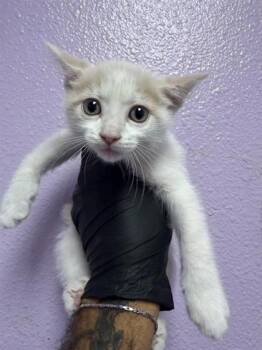 61602514 -  Domestic Medium Hair Cat for Adoption in El Paso, Texas - 61602514 | PetCurious