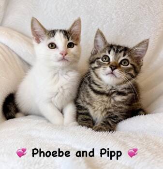 Phoebe and Pipp -  Domestic Short Hair Cat for Adoption in Copley, Ohio - Phoebe And Pipp | PetCurious