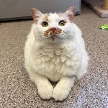Chloe -  Domestic Medium Hair Cat for Adoption in Sarasota, Florida - Chloe | PetCurious