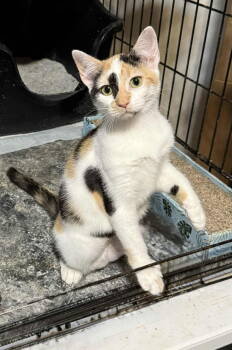 Rescue Calico Cats for Adoption in Capshaw, Alabama - BAMBI | PetCurious
