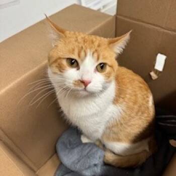 Rescue Domestic Short Hair Cats for Adoption in St. Louis, Missouri - Ceasar C. | PetCurious