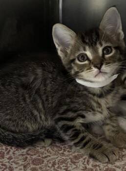 Domestic Short Hair Cats Available for Adoption in North Charleston, South Carolina - 92218a McChicken-Petco North Charleston | PetCurious