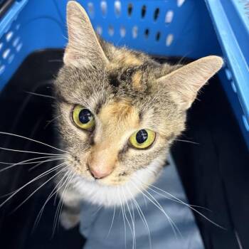 Angel -  Domestic Short Hair Cat for Adoption in New York, New York - Angel | PetCurious