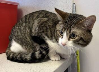 *Rupert* -  Domestic Short Hair Cat for Adoption in Salt Lake City, Utah - *Rupert* | PetCurious