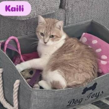 Rescue Domestic Short Hair and Tabby Cats for Adoption in Liverpool, Texas - Kaili | PetCurious