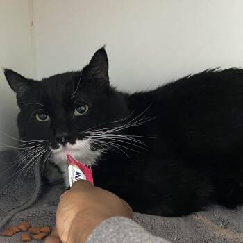 Domestic Short Hair Cats Available for Adoption in Philadelphia, Pennsylvania - Pepe | PetCurious