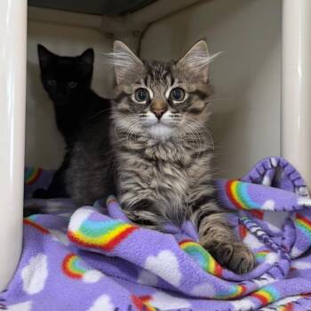 Fish Stick -  Domestic Medium Hair Cat Available for Adoption in Spanish Fork, Utah - Fish Stick | PetCurious