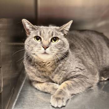 LuLu -  Domestic Short Hair Cat for Adoption in Cody, Wyoming - LuLu | PetCurious