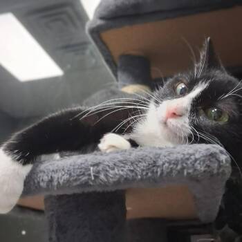 KWIK STAR -  Domestic Short Hair Cat for Adoption in Monticello, Iowa - KWIK STAR | PetCurious