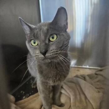 Toasted Marshmallow Orr -  Domestic Short Hair Cat for Adoption in Eagle Mountain, Utah - Toasted Marshmallow Orr | PetCurious