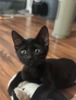 Guda -  Domestic Short Hair Cat for Adoption in Davis, California - Guda | PetCurious