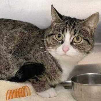 Domestic Short Hair and Tabby Cats Available for Adoption - Margo | PetCurious