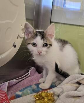 Mia -  Domestic Short Hair Cat for Adoption in Dickson, Tennessee - Mia | PetCurious