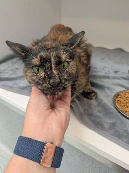 Domestic Medium Hair Cats Available for Adoption in Indianapolis, Indiana - DIZZY | PetCurious