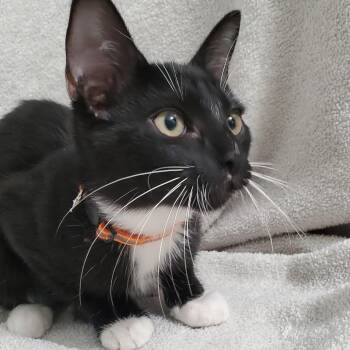 Charm -  Domestic Short Hair Cat for Adoption in Brea, California - Charm | PetCurious