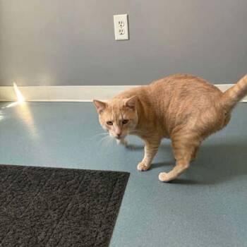 Freddie -  Domestic Short Hair Cat for Adoption in Lincoln, Michigan - Freddie | PetCurious
