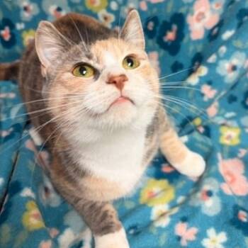 Domestic Short Hair Cats Available for Adoption in Waterloo, Iowa - Toast | PetCurious