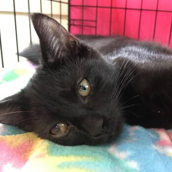 Shadow -  Domestic Medium Hair Cat for Adoption in Harrisonburg, Virginia - Shadow | PetCurious
