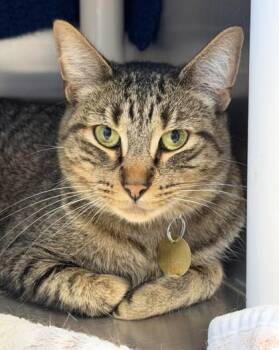 Big Mac -  Domestic Short Hair Cat for Adoption in Lansing, Michigan - Big Mac | PetCurious