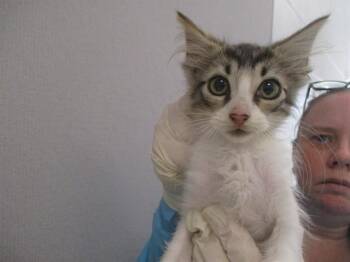SORA -  Domestic Short Hair Cat for Adoption in Ocala, Florida - SORA | PetCurious