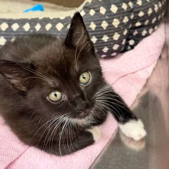 Jack -  Domestic Short Hair Cat for Adoption in Starkville, Mississippi - Jack | PetCurious