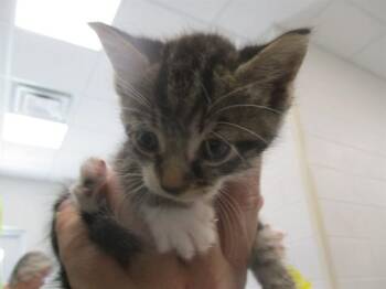 ARMONDO -  Domestic Short Hair Cat for Adoption in Ocala, Florida - ARMONDO | PetCurious