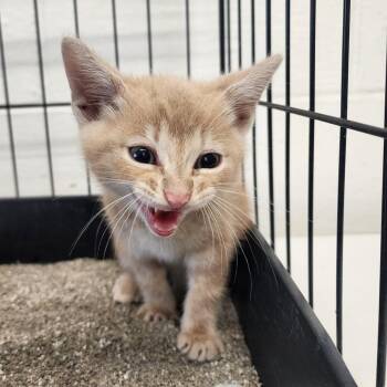 Mitch -  Domestic Short Hair Cat for Adoption in Evensville, Tennessee - Mitch | PetCurious
