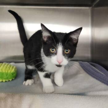 Blossom -  Domestic Short Hair Cat for Adoption in Fort Wayne, Indiana - Blossom | PetCurious