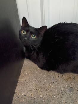 Darla- Declawed -  Domestic Medium Hair Cat for Adoption in Pierceton, Indiana - Darla- Declawed | PetCurious