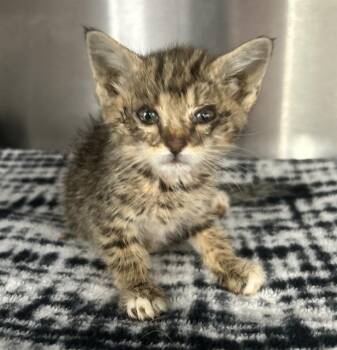 Rescue Domestic Medium Hair Cats for Adoption in Redlands, California - BAGUETTE- IN FOSTER | PetCurious
