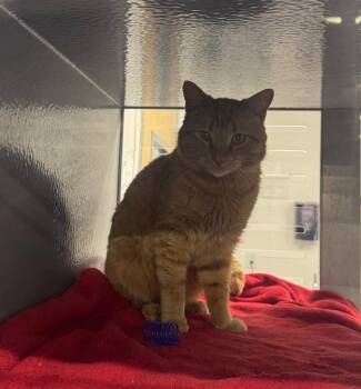 Domestic Short Hair Cats Available for Adoption in Fort Lupton, Colorado - Filet O Fish | PetCurious