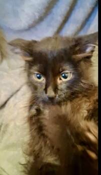 Stormie -  Domestic Short Hair Cat for Adoption in Shawnee, Oklahoma - Stormie | PetCurious