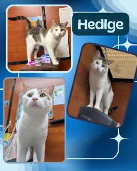 Hedlge -  Domestic Short Hair Cat Available for Adoption in Port Chester, New York - Hedlge | PetCurious