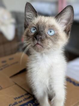 Nuska -  Siamese Cat for Adoption in Walnut Creek, California - Nuska | PetCurious