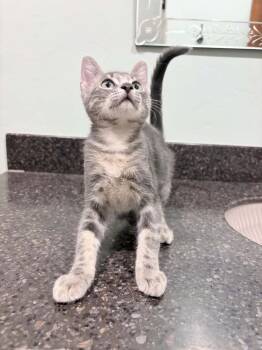 Maui -  Domestic Short Hair Cat for Adoption in Tucson, Arizona - Maui | PetCurious