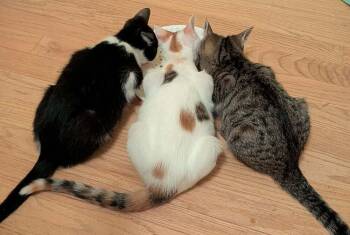Iggy -  Domestic Short Hair Cat for Adoption in Chicago, Illinois - Iggy | PetCurious