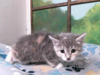 Domestic Short Hair Cats Available for Adoption in Houston, Texas - POPPY | PetCurious