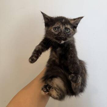 Domestic Short Hair Cats Available for Adoption - Chelsea | PetCurious